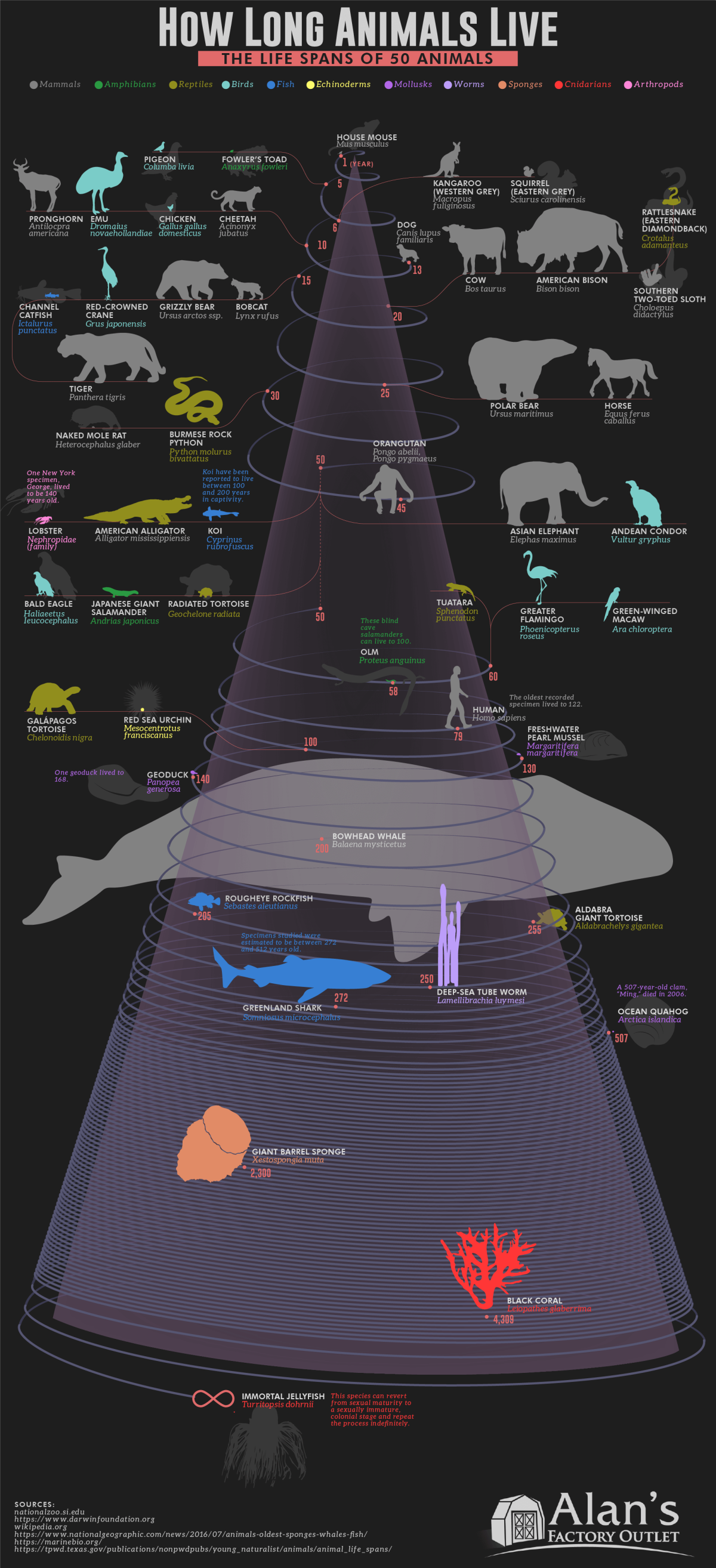 Diese Grafik deckt die Lebenserwartung von Menschen und 49 verschiedener Tiere ab, von Amphibien bis zu Arthropoden, und umfasst sogar eine theoretisch unsterbliche Art.