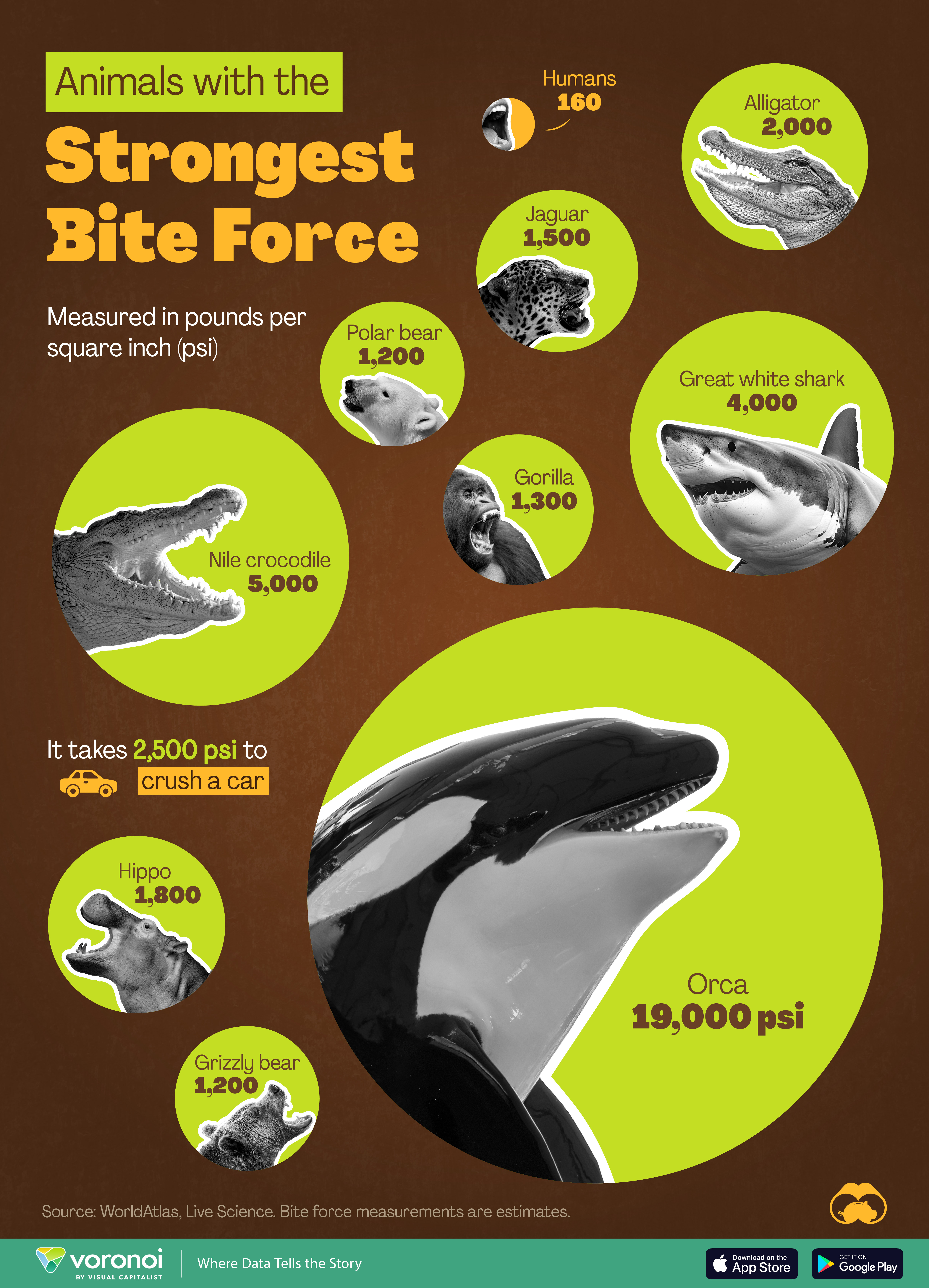 Die Grafik veranschaulicht die Kraft des Kiefers bei einem Tierbiss nach Tierart.