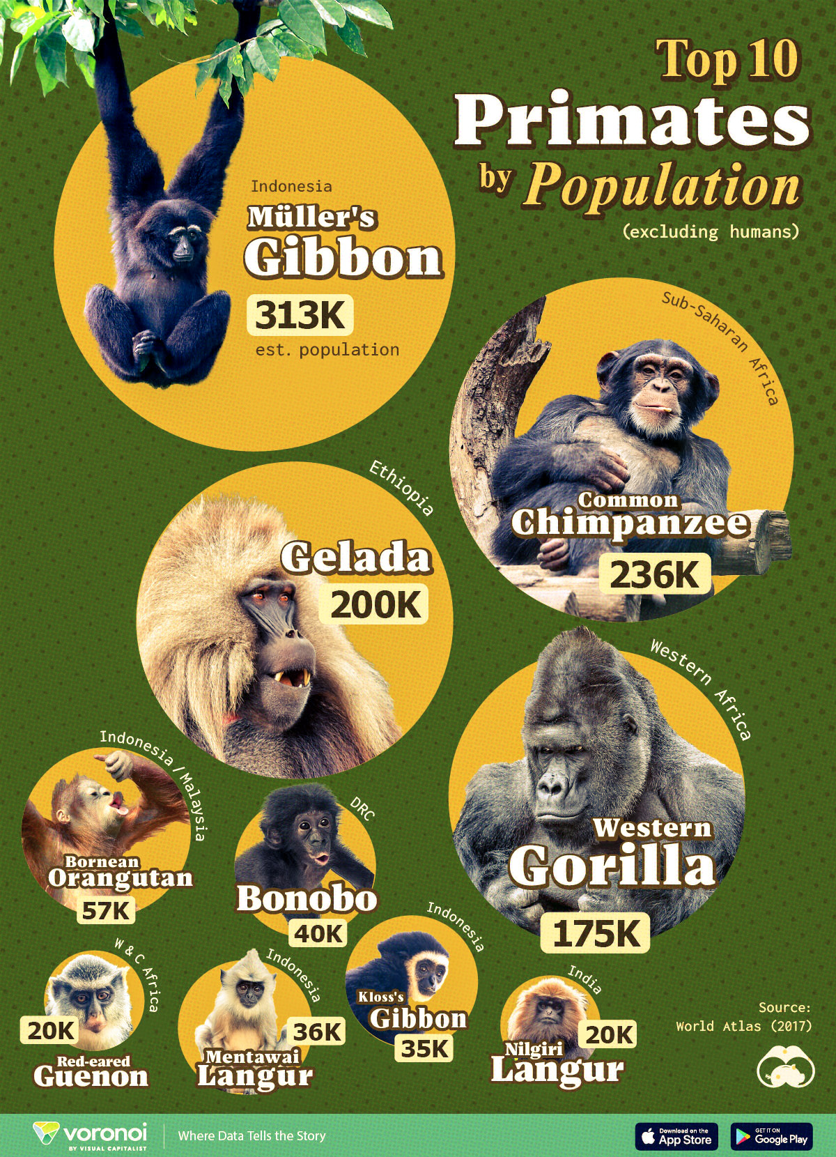 Die Infografik zeigt die 10 wichtigsten Primatenarten nach ihrer geschätzten Weltpopulation.