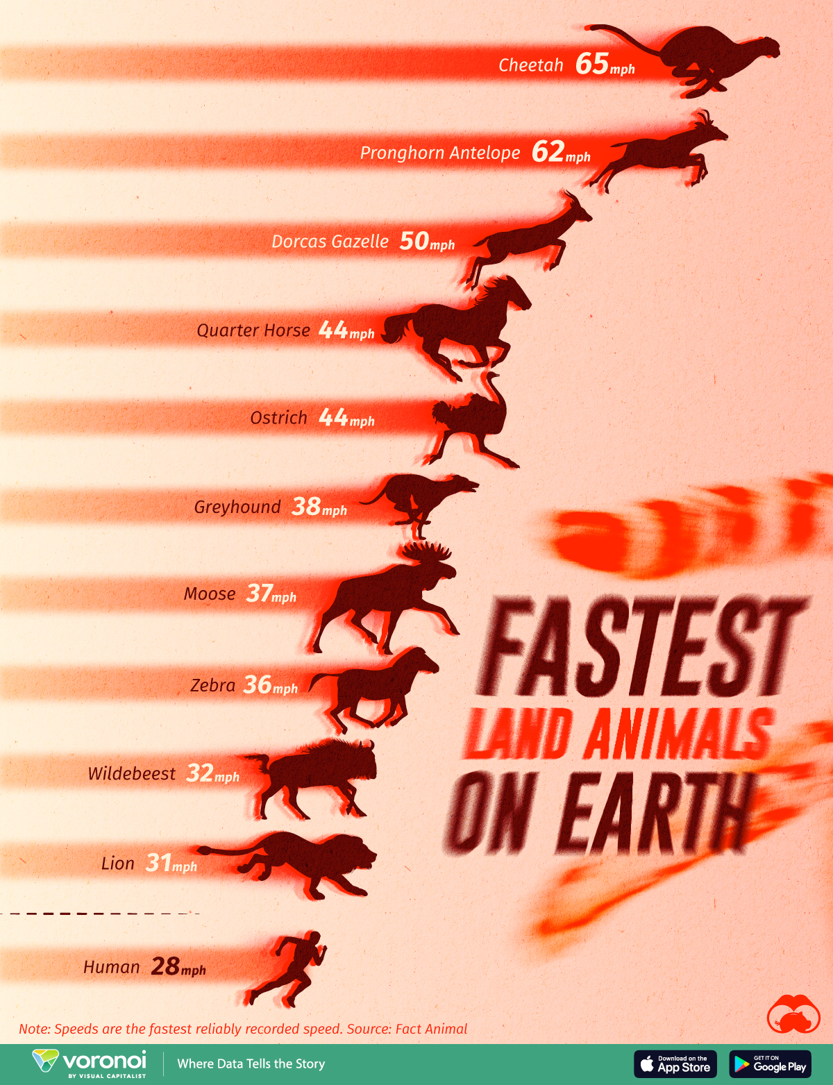 Die Infografik veranschaulicht die Höchstgeschwindigkeiten der 10 schnellsten Landtiere in Meilen pro Stunde (mph).